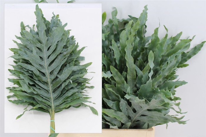 <h4>Phlebodium Blue Star Super</h4>