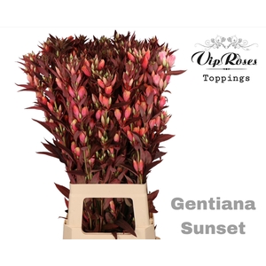 GENTIANA SUNSET