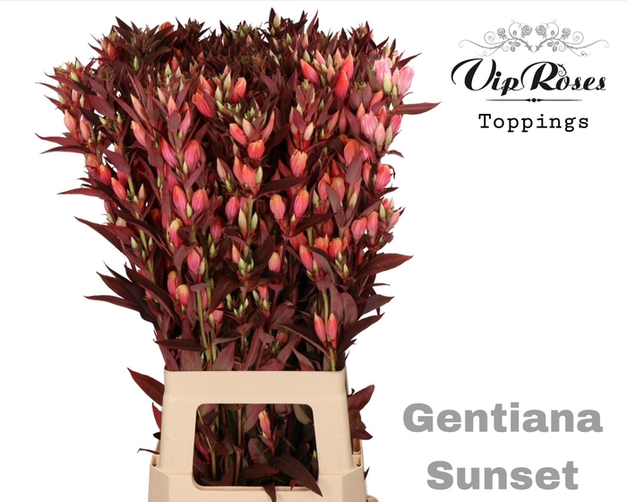 <h4>GENTIANA SUNSET</h4>