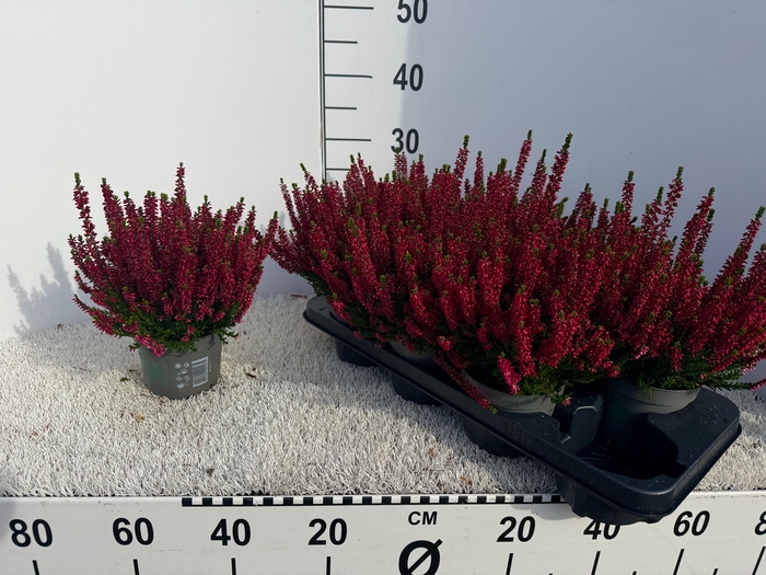 <h4>CALLU BL SCARL EARLY</h4>