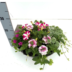 PERKPL GEM IN POT