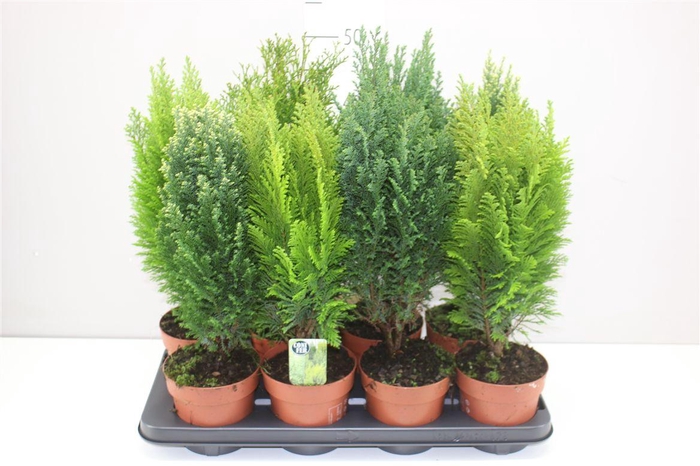 <h4>Coniferen Gemengd</h4>