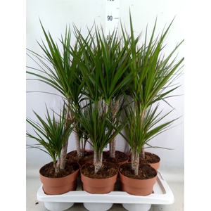 Dracaena marg.