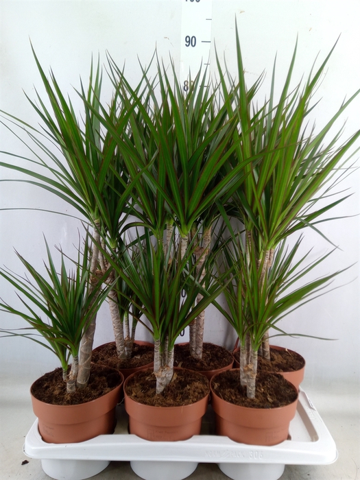 <h4>Dracaena marg.</h4>