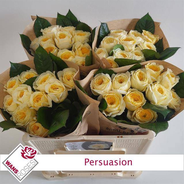 Rosa Garden Persuasion