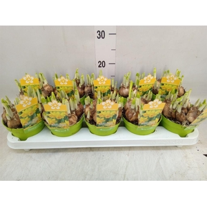 Narcissus  'Tete a tete'