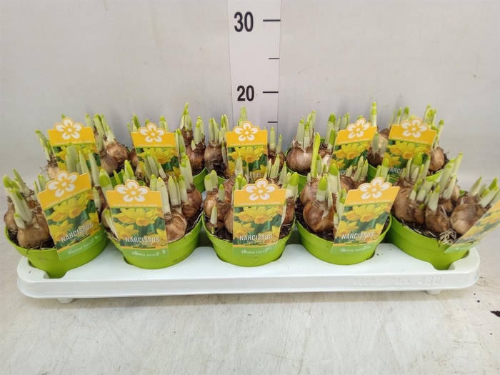 <h4>Narcissus  'Tete a tete'</h4>