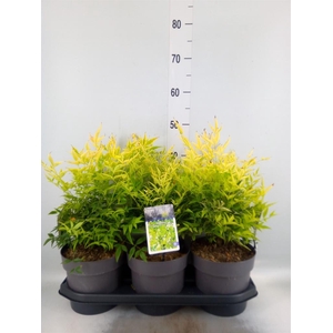 Nandina domestica