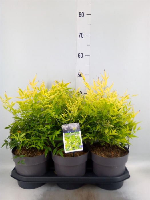 <h4>Nandina domestica</h4>