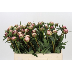 Paeonia Sarah Bernhardt