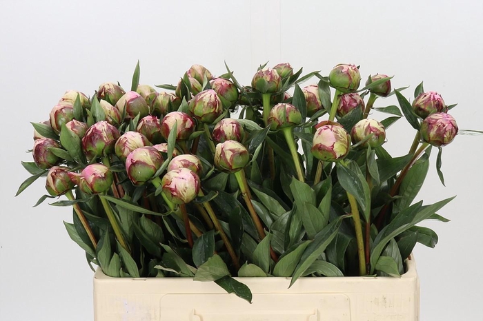 <h4>Paeonia Sarah Bernhardt</h4>