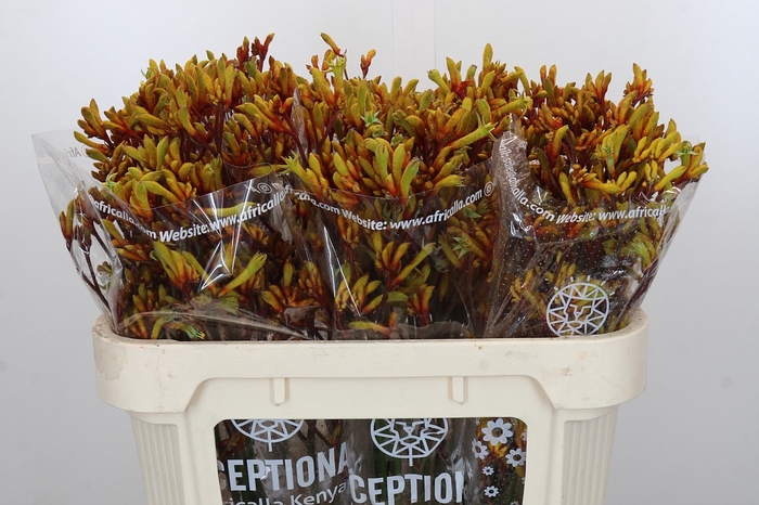 Anigozanthos Gold Fever