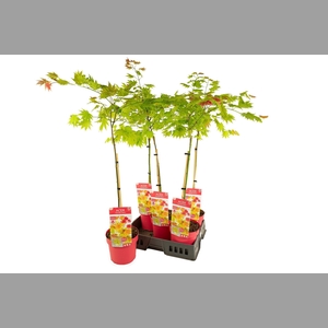 ACER SHIRASAWANUM
