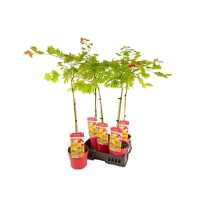 ACER SHIRASAWANUM