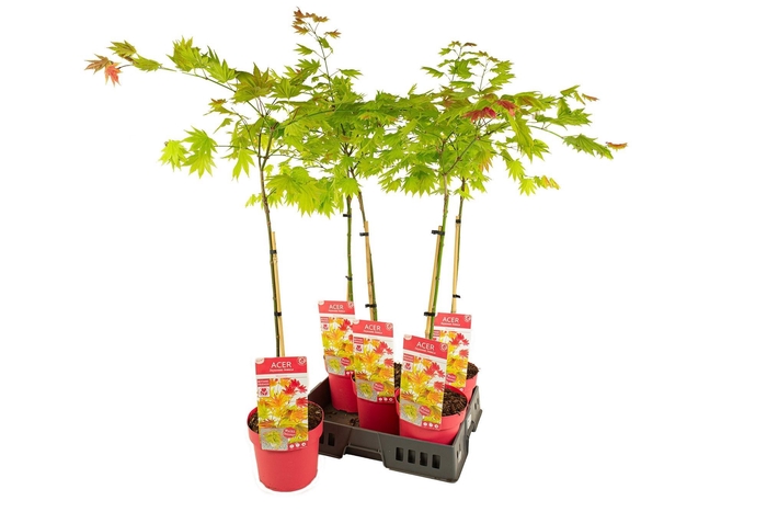 <h4>ACER SHIRASAWANUM</h4>
