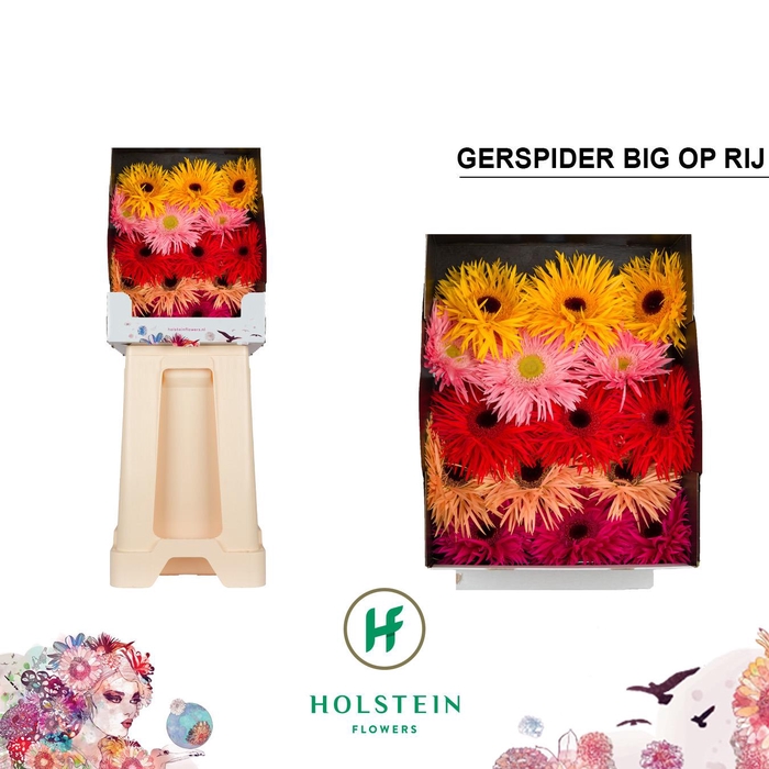 <h4>Ge Gr Gersp Gem Rij</h4>