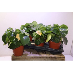 arr8 Pep Polybot Raindrop