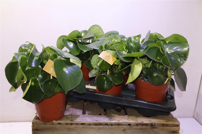 <h4>Pep Polybot Raindrop</h4>