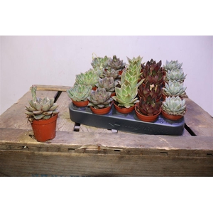 arr8 Echev Gem Op Rij