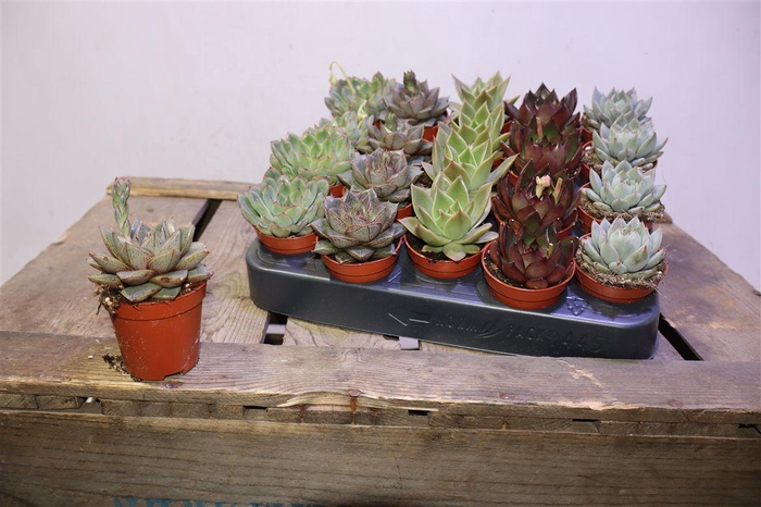 <h4>Echev Gem Op Rij</h4>