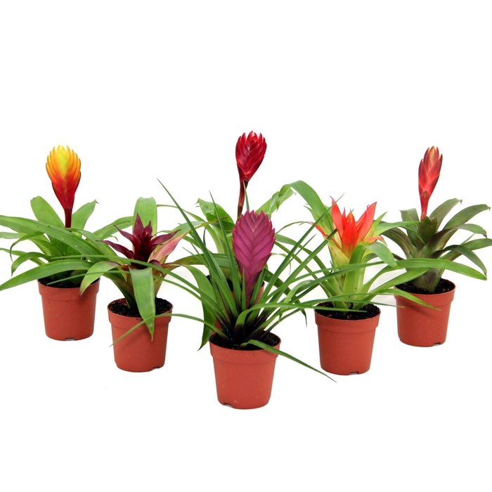 <h4>Bromelia</h4>