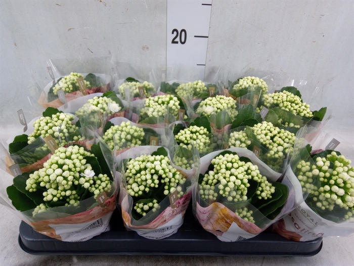 <h4>Kalanchoe blos. 'RosDon Dione'</h4>
