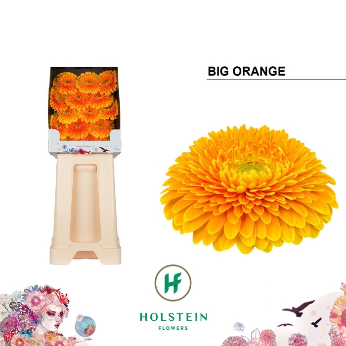 <h4>Gerbera Pomponi Big Orange Diamond</h4>