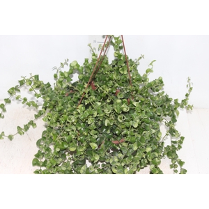 AESCHYNANTHUS RASTA C21