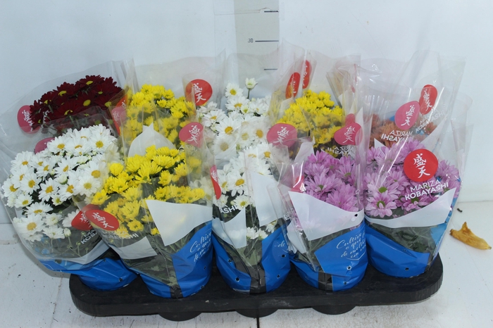 <h4>CRISANTEMO MINI P11</h4>