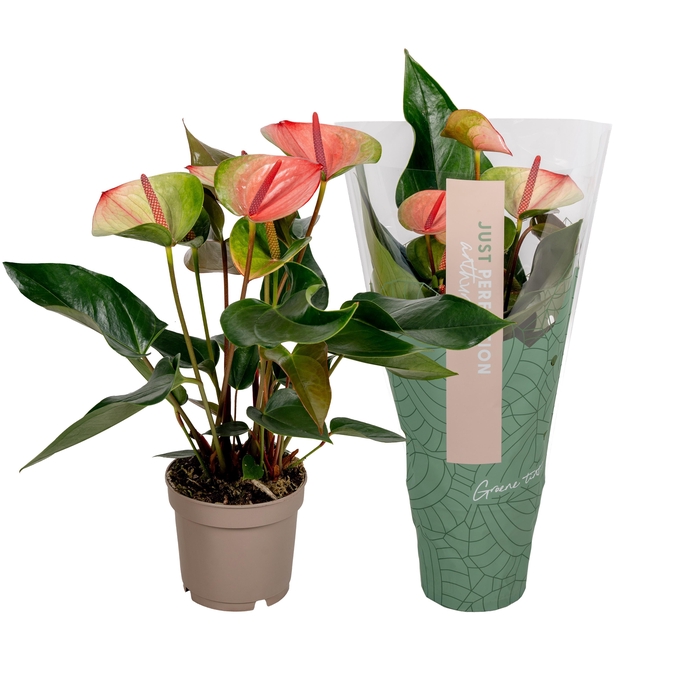 <h4>Anthurium Sunset''Just perfection®''(XL-Flowers)</h4>