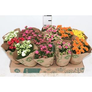 KALANCHOE DOBRADO P11