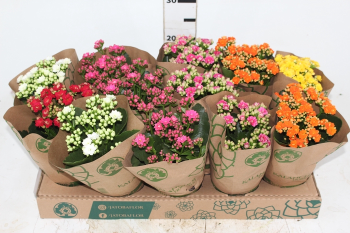 <h4>KALANCHOE DOBRADO P11</h4>