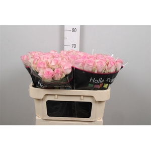 R Gr Avalanche Sorb+