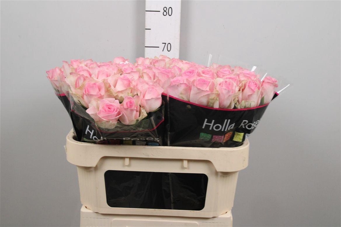 <h4>R Gr Avalanche Sorb+</h4>