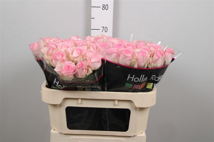 <h4>R Gr Avalanche Sorb+</h4>