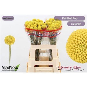 Craspedia Paintball Pop 55cm