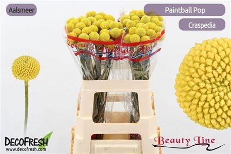 <h4>Craspedia Paintball Pop 55cm</h4>