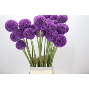 Allium Giganteum