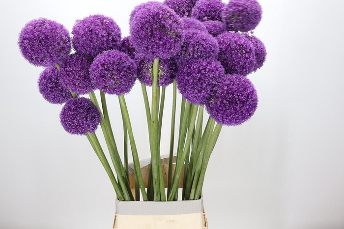 <h4>Allium Giganteum</h4>