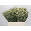 Limonium China White