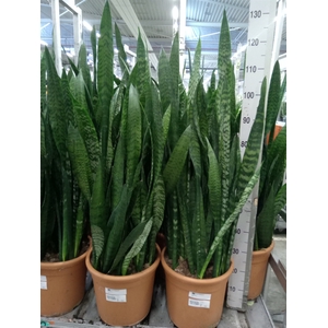 Sansevieria zeylanica