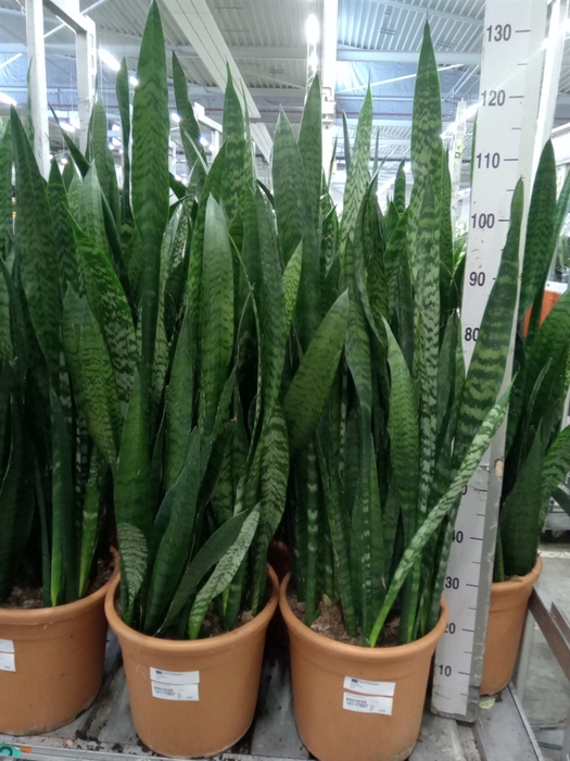 <h4>Sansevieria zeylanica</h4>