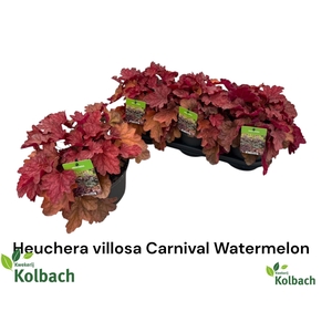 HEUCH OV