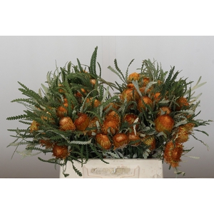Banksia Dryandra