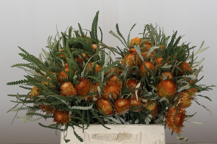 <h4>Banksia Dryandra</h4>