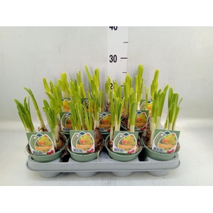 Narcissus cycl. 'Jetfire'