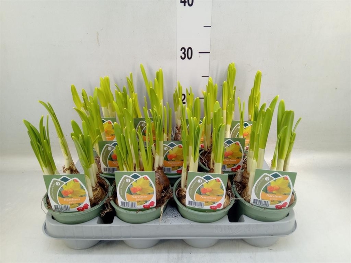 <h4>Narcissus cycl. 'Jetfire'</h4>