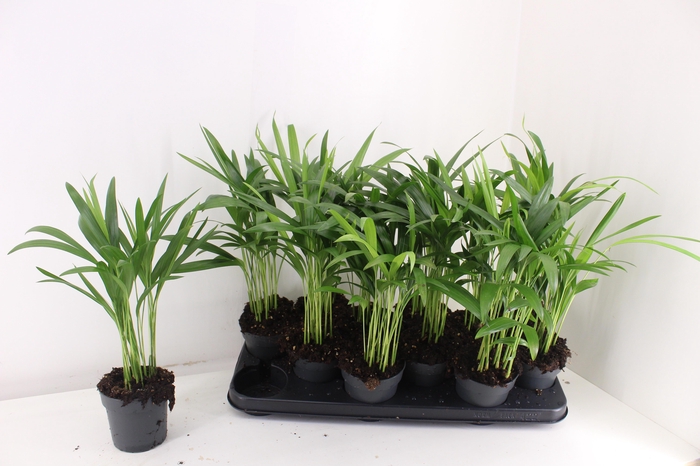 <h4>DYPSIS LUTESCENS</h4>