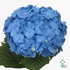 Hydrangea bela blue