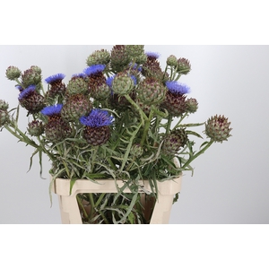 Cynara Cardunculus